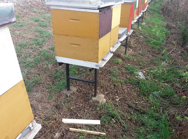 Штета није велика, али је забрињавајућа порука: Пчелар затекао разбацане рамове и извађено саће из кошница